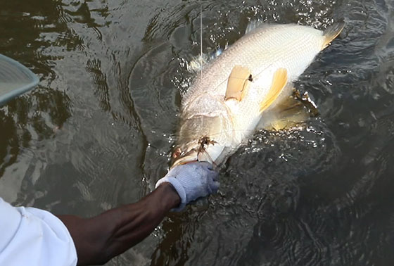 ナイルパーチ釣り